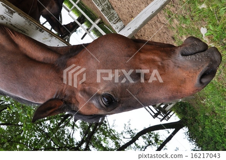 易眼馬 易眼馬 16217043