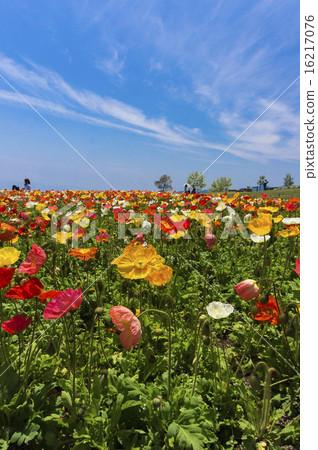 Awaji Awaji flowers in spring 16217076