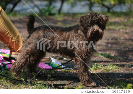 Afen Pinscher Afen Pinscher 16217129