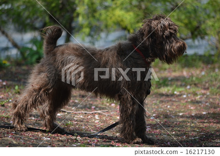 Afen Pinscher 16217130