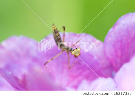 螳螂幼蟲 16217383