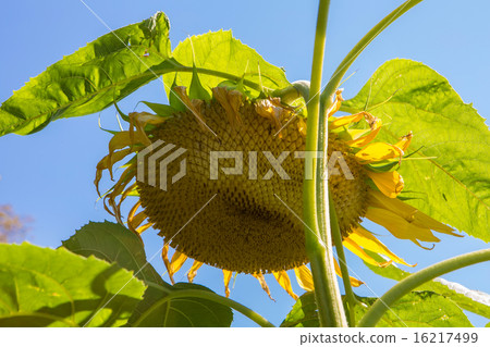 Yellow sunflowers growing in a field Yellow sunflowers growing in a field 16217499