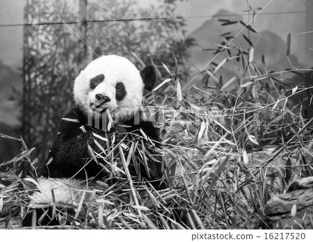 Panda eating bamboo 16217520