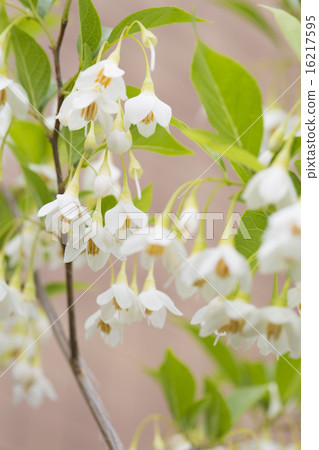 安息香花　 16217595