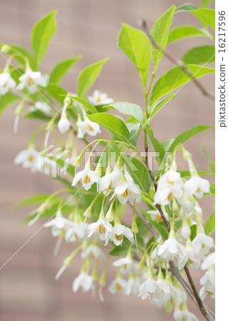 Styrax flower　 16217596