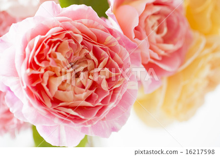 Rose Claude Monet Rose Claude Monet 16217598