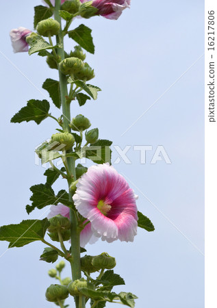 Tatiaoi (Toshio) <season words of summer> Tatiaoi (Toshio) <season words of summer> 16217806
