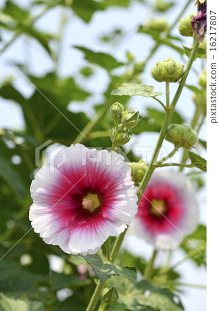 Tatiaoi（Toshio）<夏季的季節詞> 16217807