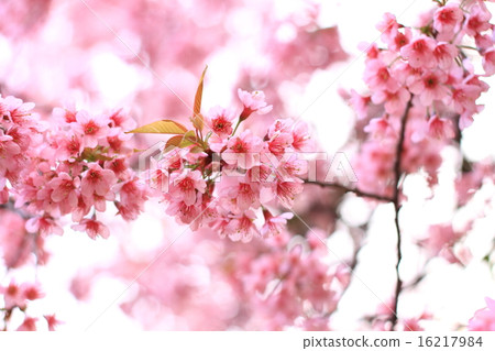 Pink sakura blossoms Background sky 16217984