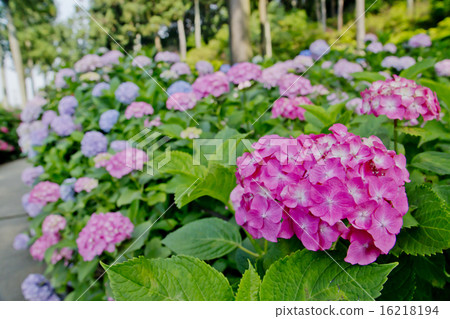 Hydrangea 16218194