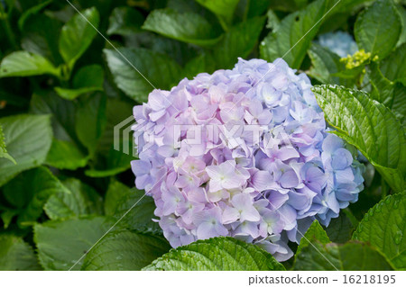 繡球 16218195