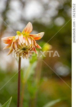 Summer to autumn flower Daria bud Summer to autumn flower Daria bud 16218212
