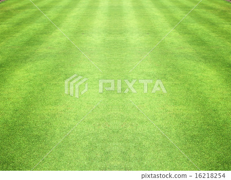 Golf Courses green lawn 16218254