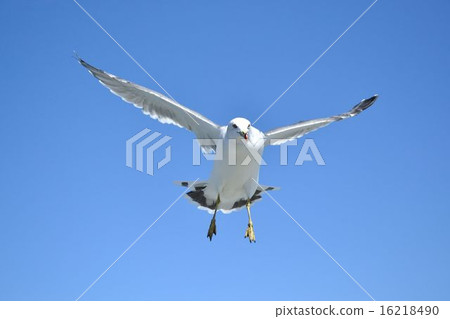 Pineapple of Matsushima Pineapple of Matsushima 16218490