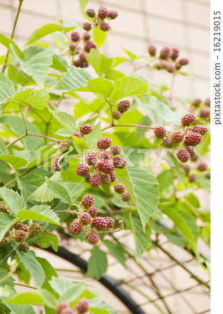 Blackberry's young child Blackberry's young child 16219015