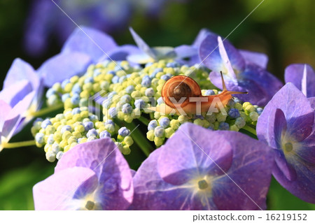 繡球花766 16219152