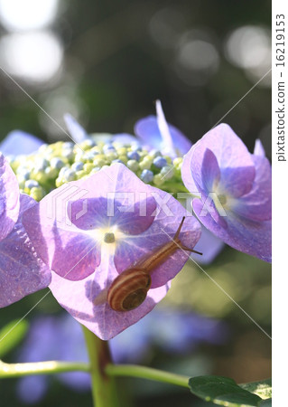 繡球花778 16219153