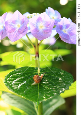繡球花793 16219155