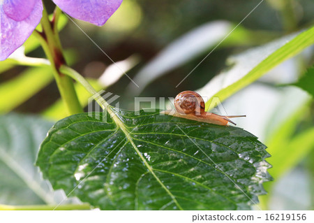 繡球花797 16219156
