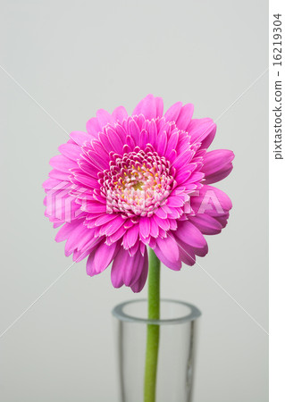 Gerbera 16219304
