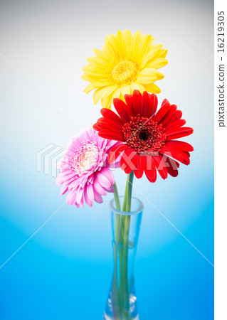 雛菊 16219305
