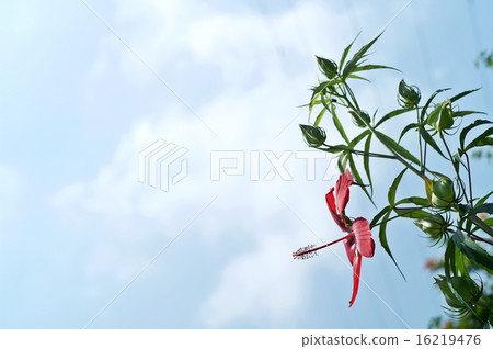 Summer Sky and Momiji Eye 16219476