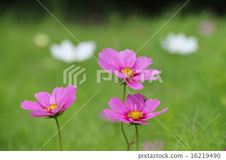 Cosmos flowers 16219490
