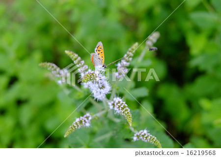 Benish Shimizu butterfly Beni shimizu stopping on mint flowers 16219568