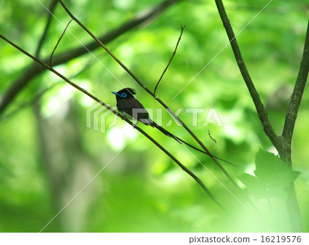 San Sekko 1 San Sekko 1 16219576