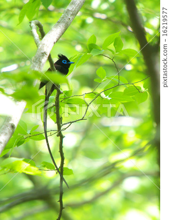 San Sekko 2 San Sekko 2 16219577