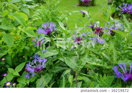 Centaura Montana 16219872