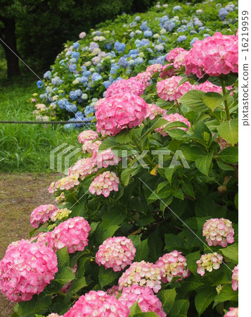 Hydrangea Hydrangea 16219959