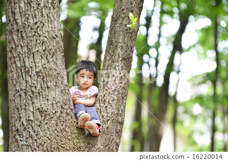 A serious looking boy climbing a tree 16220014