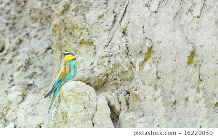 bee-eaters (Merops Apiaster) 16220030