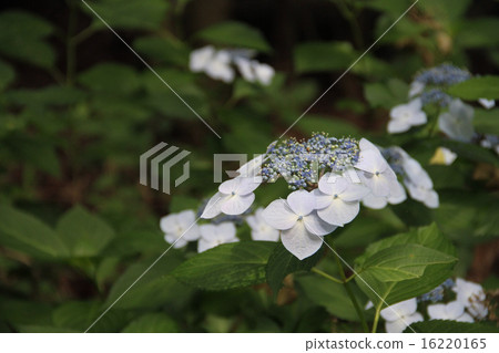 Hydrangea Hydrangea 16220165