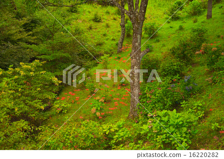 Kuju Flower Park Chaotic in summer and autumn Kuju Flower Park Chaotic in summer and autumn 16220282