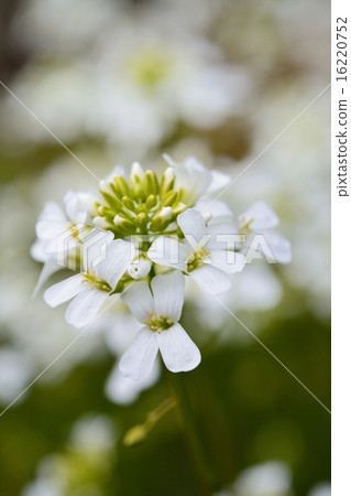 Tokiwanazuna 16220752