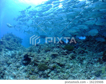Awashima Island Gingame Bean Swarm Tornado Asian Scuba Diving Akokushima Diving Awashima Island Gingame Bean Swarm Tornado Asian Scuba Diving Akokushima Diving 16220986