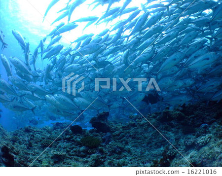 Awashima Island Gingame Bean Swarm Tornado Asian Scuba Diving Akokushima Diving Awashima Island Gingame Bean Swarm Tornado Asian Scuba Diving Akokushima Diving 16221016