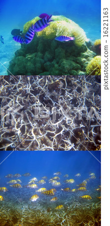 tropical fishes over a coral reef.. tropical fishes over a coral reef.. 16221163