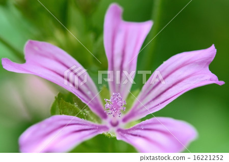 Maro in full bloom Maro in full bloom 16221252