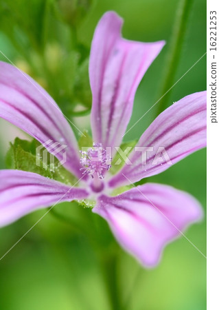 Maro in full bloom 16221253