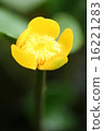 Kohone之花 16221283