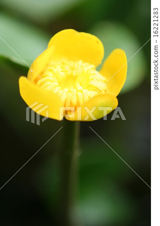 Flower of Kohone Flower of Kohone 16221283