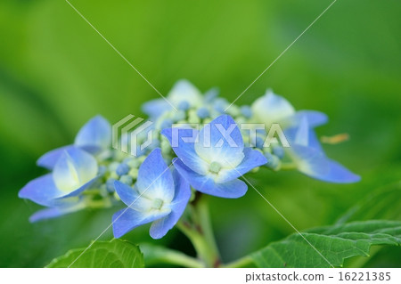 在初夏的繡球花“Rotkaerthen”的特寫鏡頭 16221385