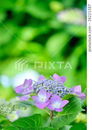 在初夏的繡球花“Rotkaerthen”的特寫鏡頭 16221387