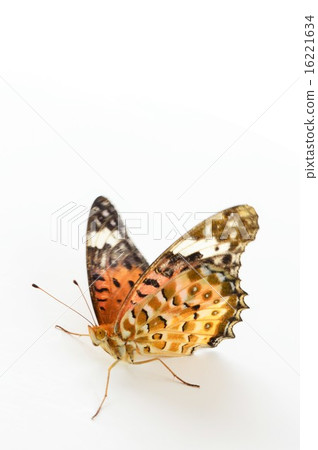 Female fly female whitehead background 16221634