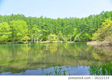 2015年初夏大總統池塘 16222114