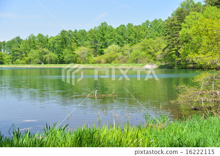 2015 In the early summer large president pond 16222115