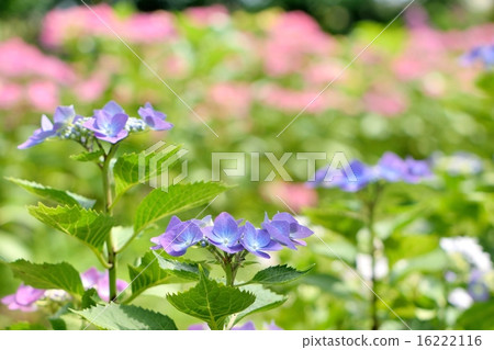 初夏的繡球花“Rotkaerthen” 16222116